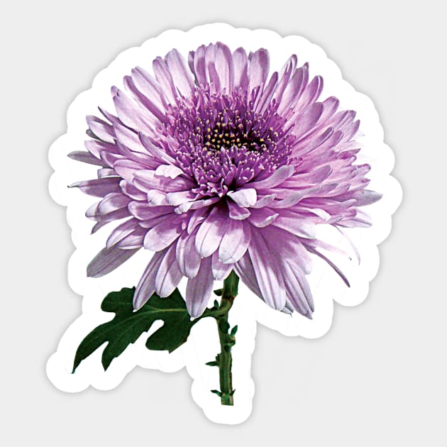 Chrysanthemums - Light Magenta Chrysanthemum Sticker by SusanSavad